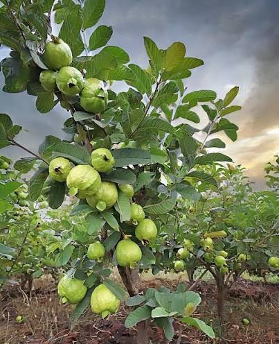 Guavas growing on a leafy orchard tree