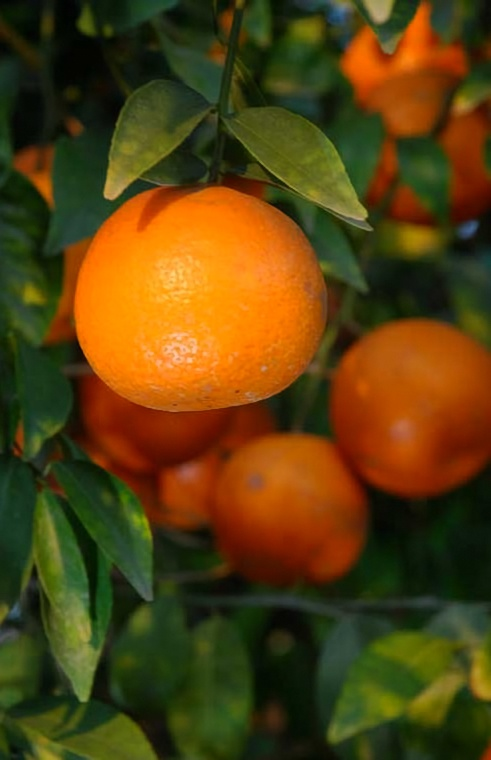 Ripe kinnow growing at Bandial Farms