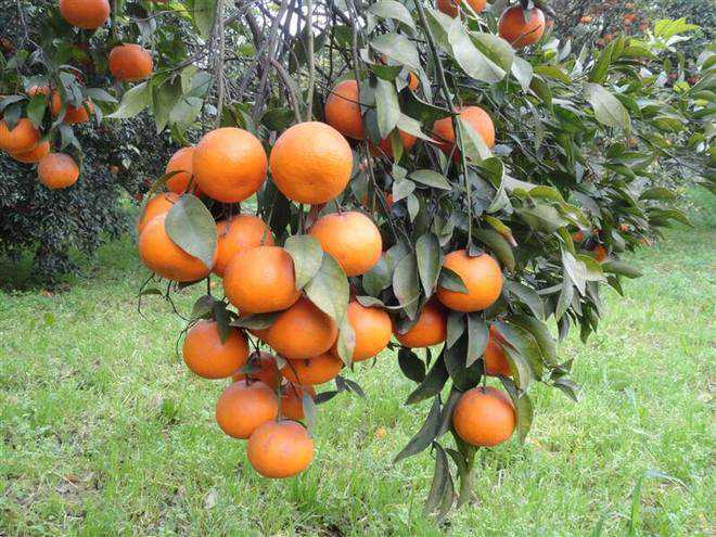 Ripe kinnow on a fruit-laden orchard tree