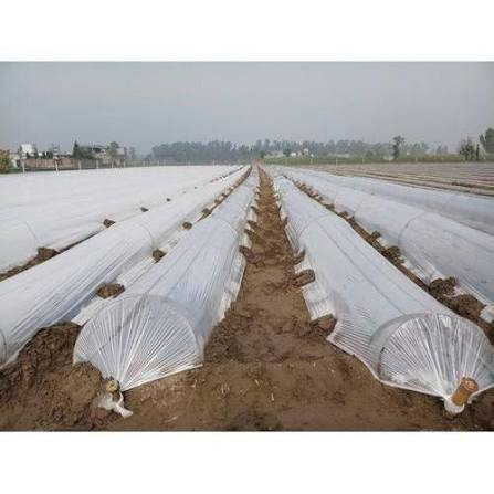 Rows of protected vegetable growing tunnels